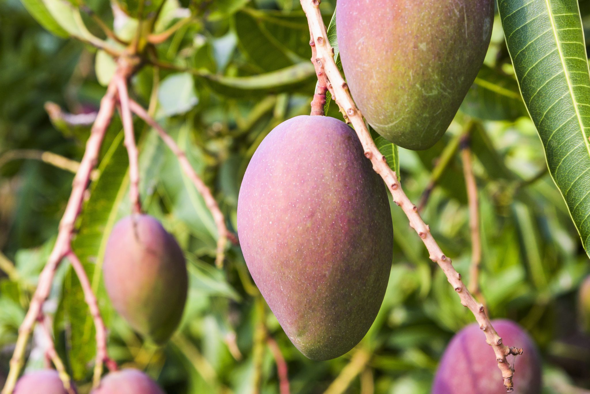 Comment Entretenir Son Manguier Fermes Et Jardins