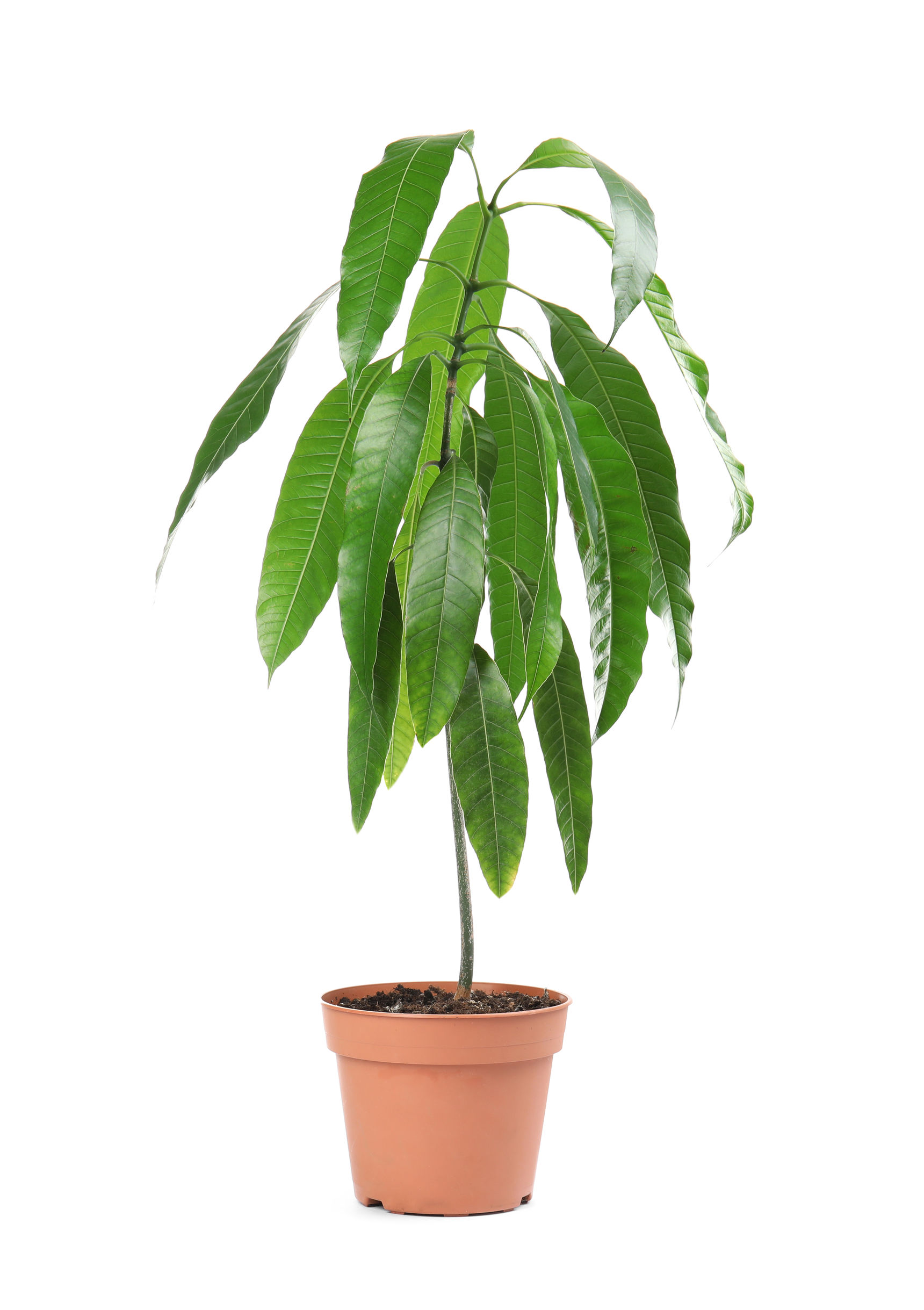jeune plant manguier