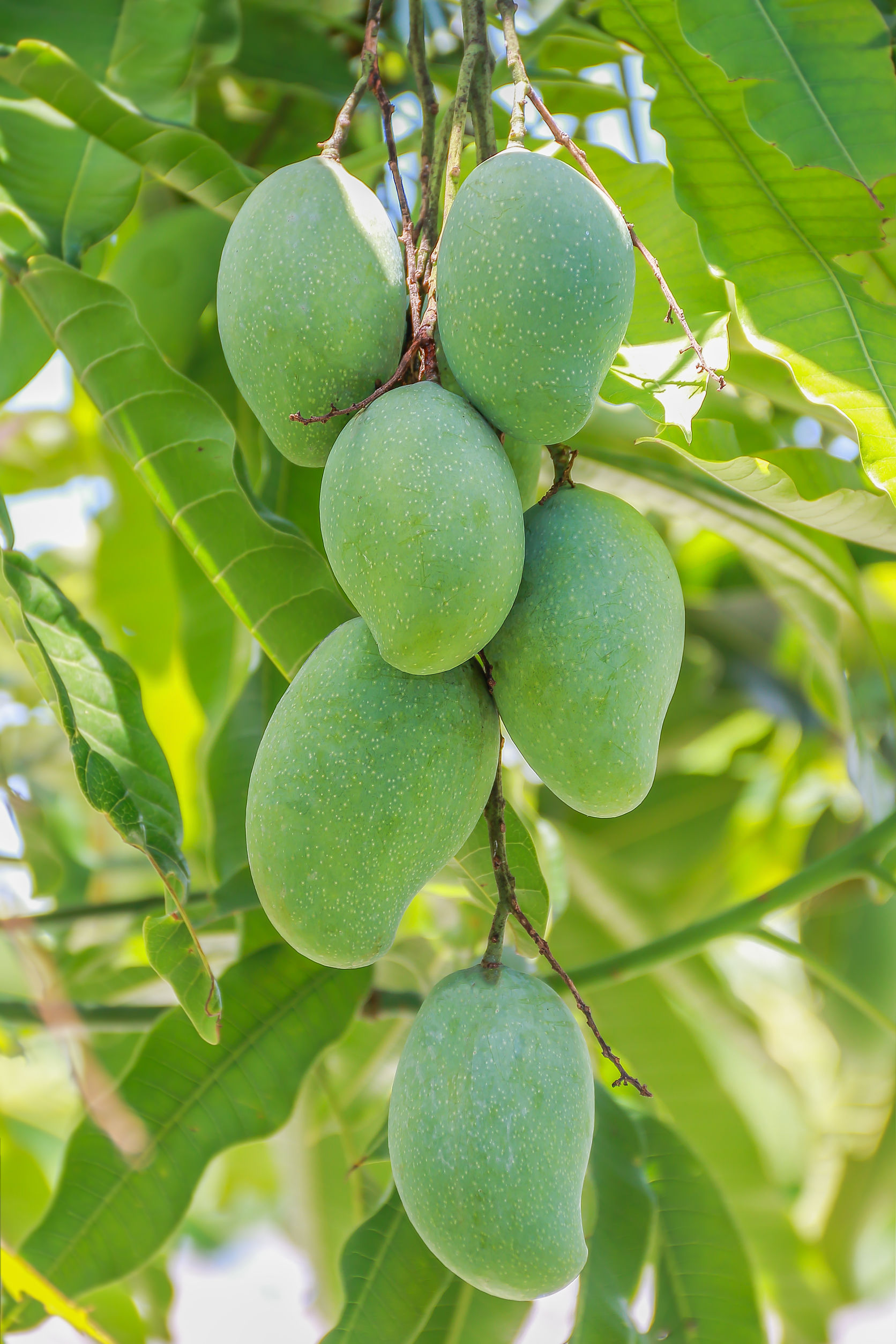 fruit mangue