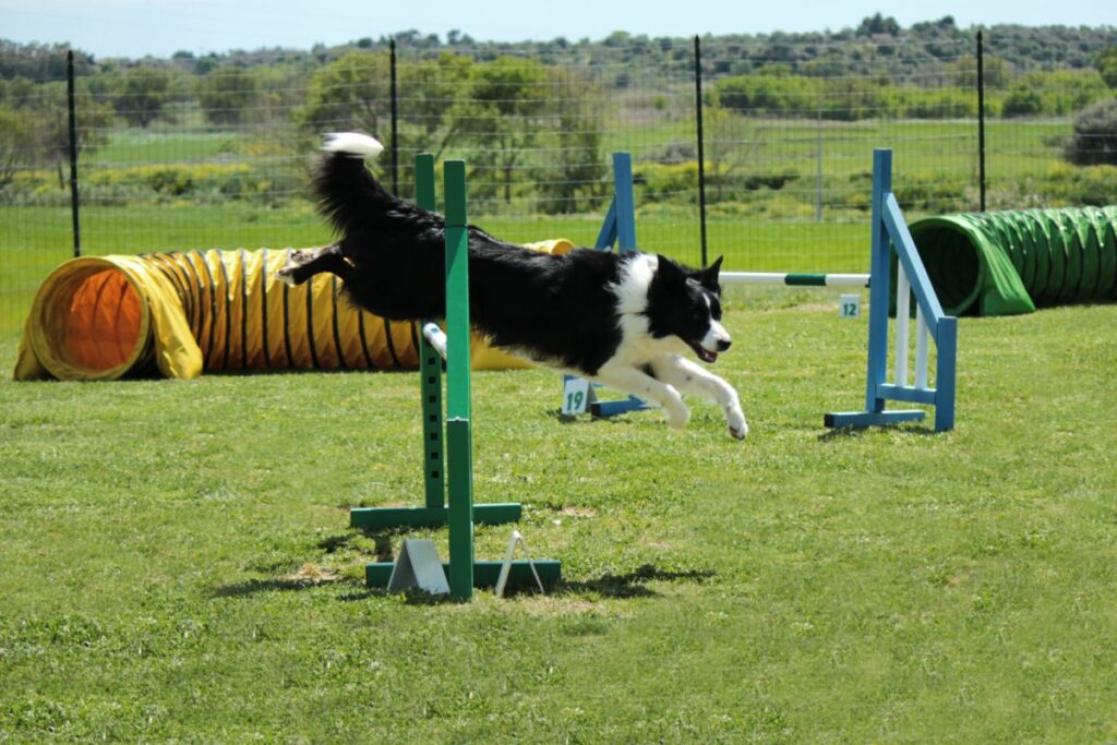 activités sportives chien : agility