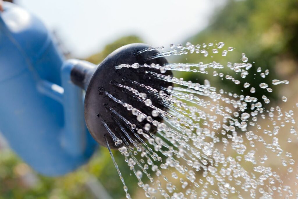 économiser l'eau au jardin