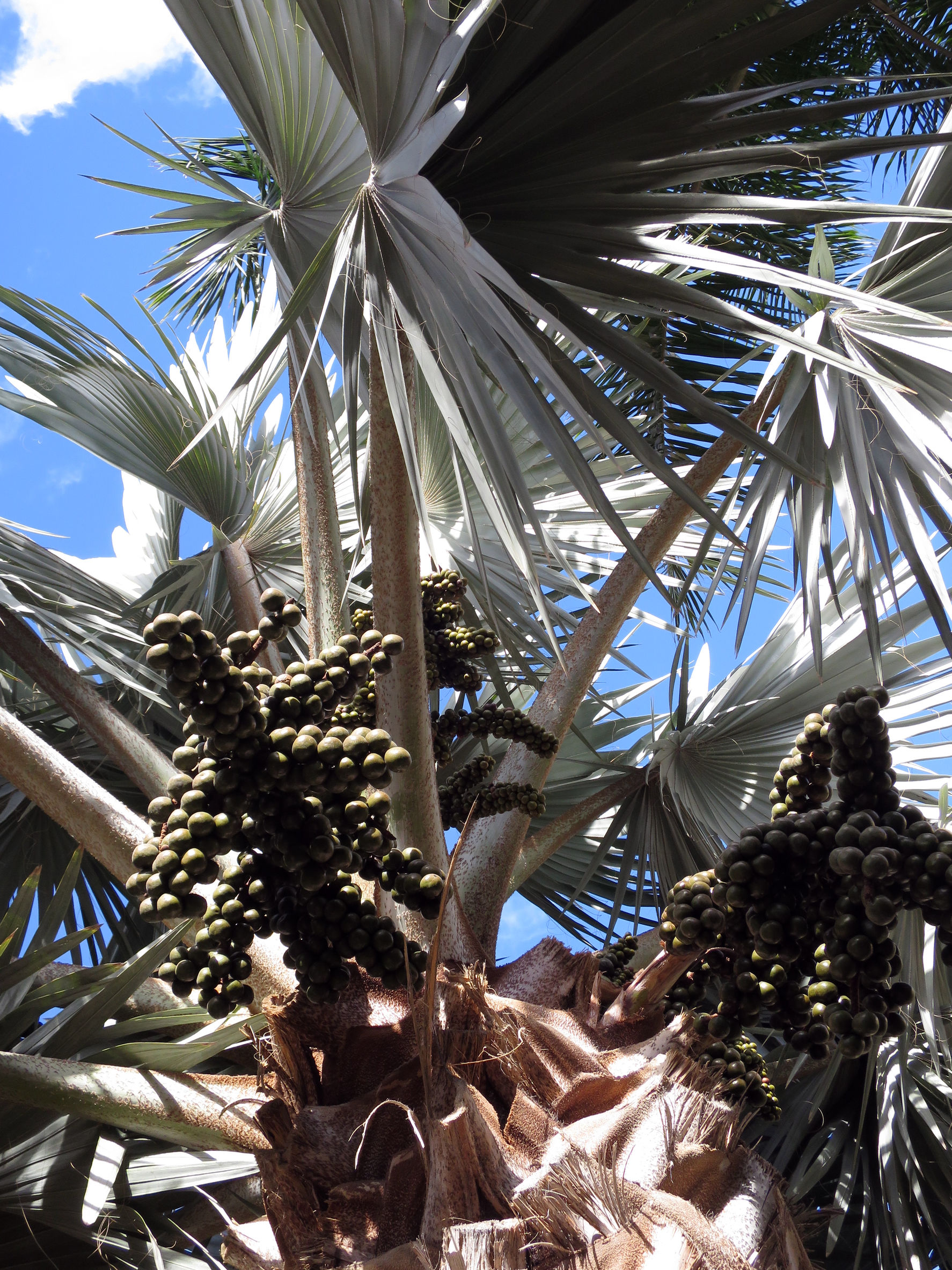 palmier bismarckia nobilis