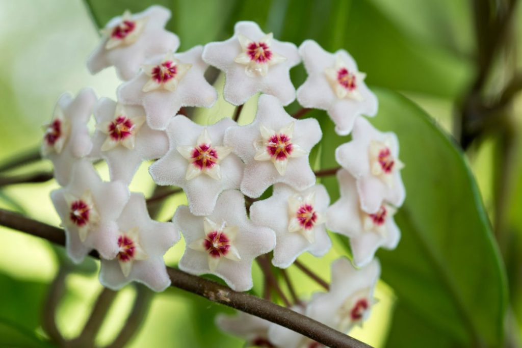 Les fleurs du bien  Saint-Joseph Réunion