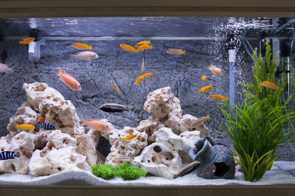 Comment choisir une pompe à air pour aquarium ?