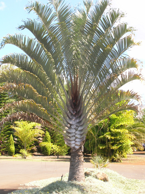 palmier triangulaire