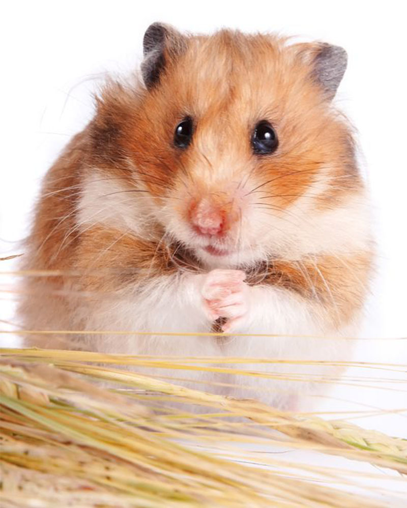 rongeur hamster