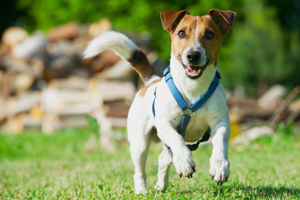 Collier ou harnais : lequel choisir pour mon chien ? – Fermes et Jardins