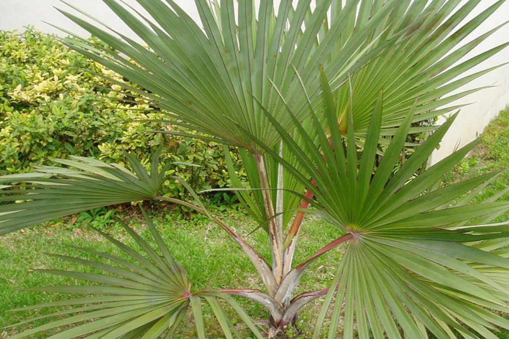 Comment choisir un palmier ?
