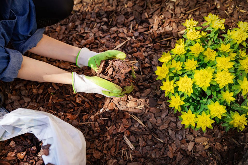 Le paillage naturel au jardin : comment faire ? Nos conseils !