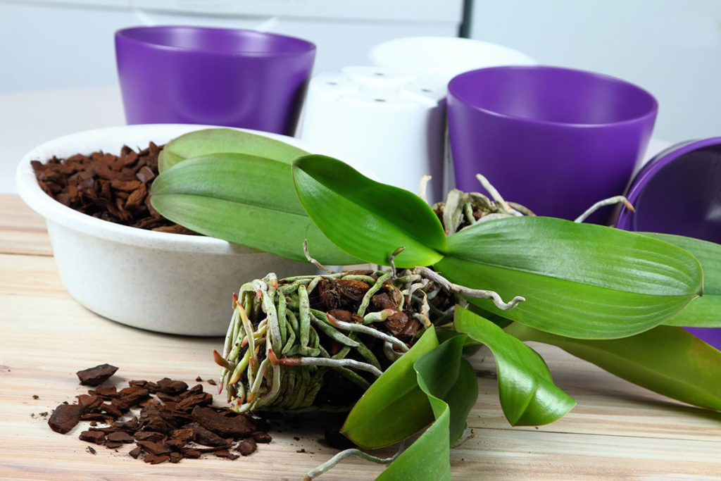 Comment entretenir Le Phalaenopsis ? – Fermes et Jardins
