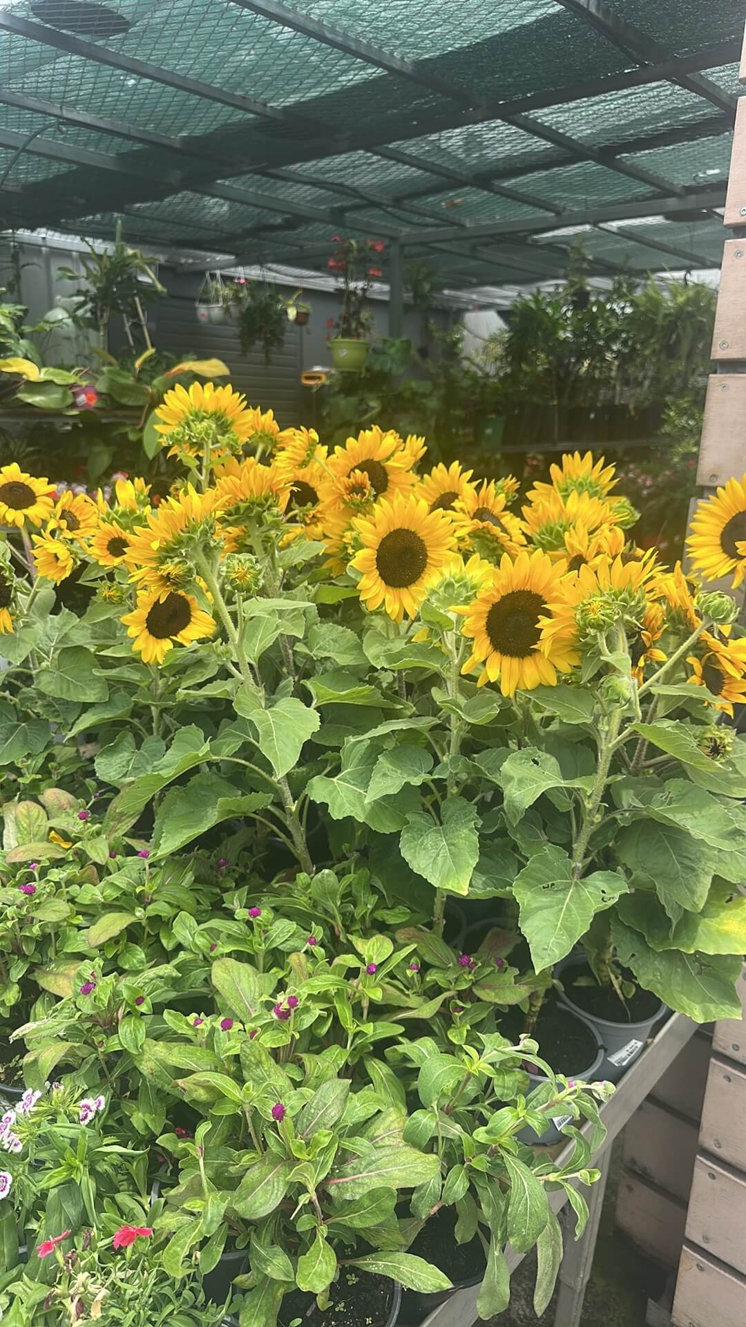 936cbbf4-87a9-4ab1-909b-c45a9eebe283-img-4448